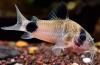 Koridorska panda (corydoras panda)