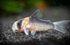 Koridori (corydoras) popularna vrsta