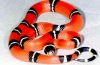 Kraljevska zmija (lampropeltis)