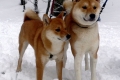 Akita inu i shiba inu: razlike