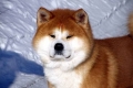 Akita inu: opis pasmine