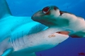 Hammerhead shark