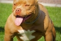 American bully - dobar temperament u tijelu sportiste