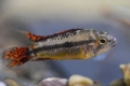 Apistogram kakadu (apistogramma cacatuoides)