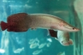 Arapaima gigas