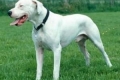 Dogo argentino