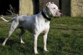 Dogo argentino