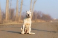 Dogo argentino