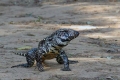 Argentine tegu