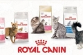 Asortiman i sastav royal canin hrane za mačke