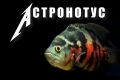 Astronotus