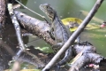 Australijska vodena agama (physignathus lesueurii)