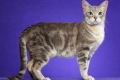 Australian mist ili australian mist cat