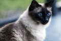 Balinese cat