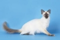 Balinese cat