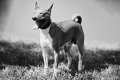 Basenji