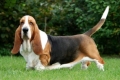 Basset hound: opis pasmine