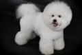 Bichon frize