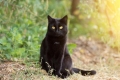 Bombay cat