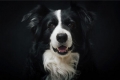 Border collie: opis pasmine