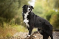 Border collie: najpametniji od pasa