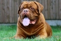 Dogue de bordeaux. Karakteristike pasmine i standardi držanja