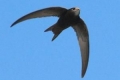 Black swift