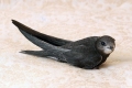 Crni swift (apus apus)