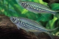 Danio malabar