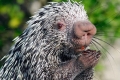 Porcupines (lat. Hystrix)