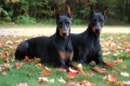 Doberman - karakteristike pasmine, opis pasmine doberman, njega