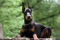 Doberman pinč: opis pasmine