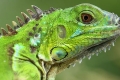 Domaća iguana