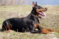 Trening dobermana: nijanse treninga