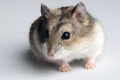 Dzungarian hamster