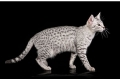 Egyptian mau