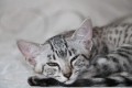 Egyptian mau