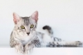 Egyptian mau