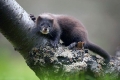 European mink