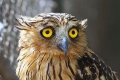 Eagle owls