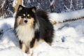 Finnish lapphund