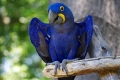 Hyacinth macaw - stanište, priroda, karakteristike sadržaja i prehrane