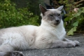 Balinese cat