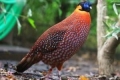 Ocellated tragopan