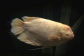 Giant gourami (osphronemus goramy)