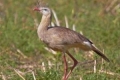 Crested karyama