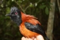 Crested pitohui