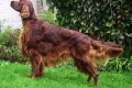 Irish setter