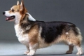 Istorija porijekla i standard pasmine pasa welsh corgi