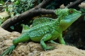 Gušter trči po vodi - kaciga od baziliska (basiliscus plumifrons)